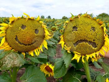 Funny shot of sad and happy sunflowers.