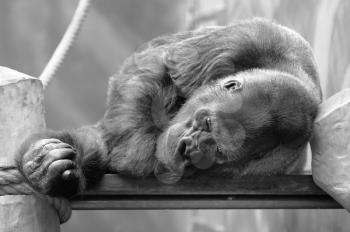 Black and white shot of resting Gorilla in ZOO.