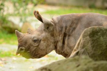 Portrait of big Rhinoceros in nature.