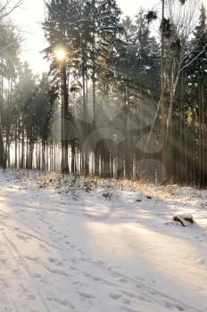 Winter scenery with forest and rays of light.