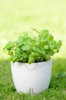 Fresh basil in the white flowerpot placed to the grass.
