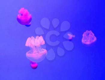 Floating color pink jellyfish in the aquarium.