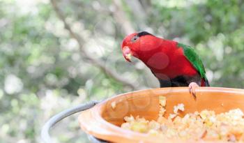 Red parrot sitting on a feeder.