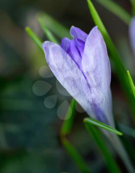 Beautiful Crocus flower at the spring time in the garden.