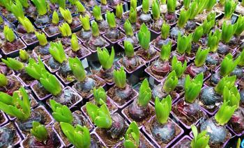 Top View on Young Hyacinths in Pots Sorted in a Row. Planting of a Young Hyacinth Plants High Angle View.