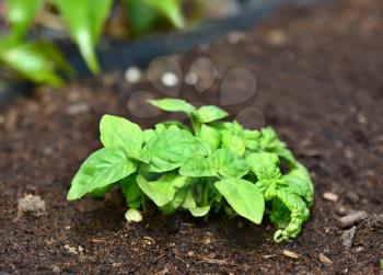 Closeup of growing fresh basil plant in the ground.