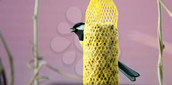 Closeup of Cute Great Tit Bird (Parus Major) Hanging on Net Suet Feeder.