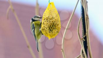 Closeup of Cute Great Tit Bird (Cyanistes Caeruleus) Hanging on Net Suet Feeder.