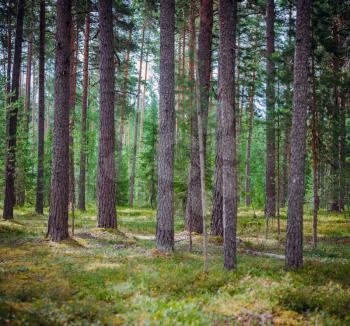 Summer landscape clear panorama. Beautiful wild forest