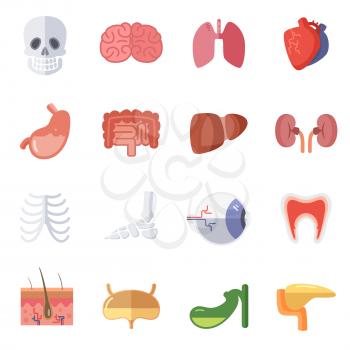 Male and female anatomy. Vector illustration set of human organs. Collection of vital organs kidney, liver and brain