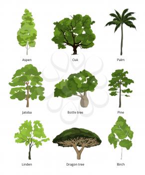 Different trees vector collection and exotic palms isolated on white. Forest green trees of set, illustration of jatoba and pine, linden and birch