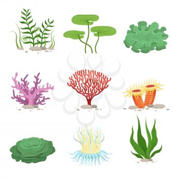 Sea aquatic fauna underwater plants and corals. Vector colorful ocean elements. Marine coral underwater and ocean, nature fauna illustration