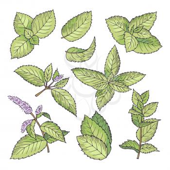 Different vector colored illustrations of herbal mint. Hand drawn pictures of leaves and menthol branches. Spearmint ingredient drawing, healthy menthol leaf