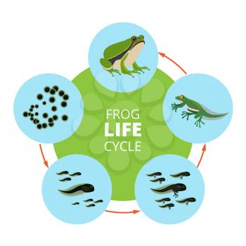 Nature infographic illustrations of frog life cycle. School vector pictures isolate. Frog cycle process transformation and reproduce