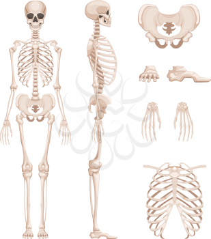 Vector illustration of human skeleton in different sides. Bones of arms, legs. Skull and skeleton human anatomy