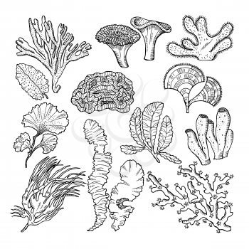 Corals and underwater plants in ocean or aquarium. Vector hand drawn pictures. illustration of underwater plants seaweed algae