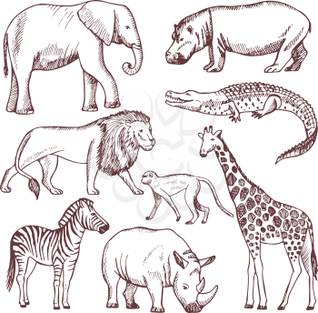 Different animals of savana and africa. Wild safari animals, african nature wildlife. Vector illustration