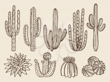 Sketch hand drawn illustrations of cactuses and various wild plants. Cactus nature of set, sketch graphic botanical vector