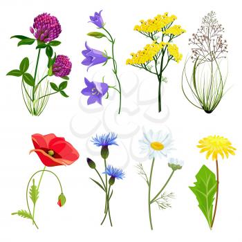 Wildflowers and herbs. Botanical set with anise meadow buttercup vector collection in cartoon style. Botanical flower, wild floral blossom illustration
