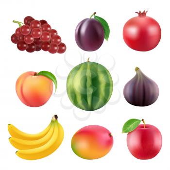 Realistic vector illustrations of various fruits. Grapes and figs, watermelon and mango