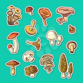 Vector hand drawn colored fresh mushrooms stickers of set illustration
