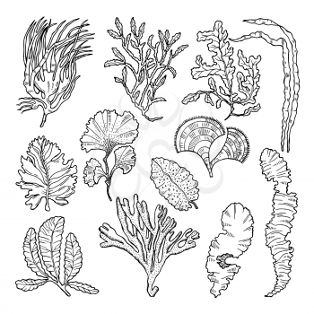 Marine sketch with different underwater plants. Underwater sea plant sketch, vector illustration