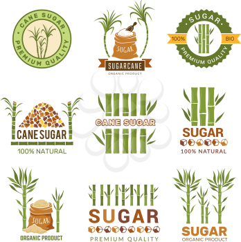 Sugarcane plants. Harvest farm sweets granulated production leaf vector symbols isolated. Sugarcane farm, organic stem illustration