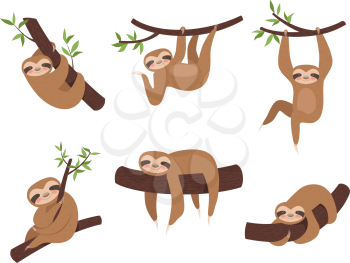 Sloth characters. Cute sleepy animal on branch tree kid climbing vector cartoon mascot. Lazy sloth on branch, character sleepy illustration