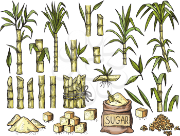 Sugar cane. Beverage engraving food agriculture sugar production vector colored hand drawn illustrations. Sugarcane eco, growing botanical stalk drawing