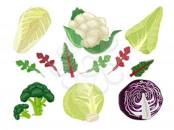 Cabbages cartoon. Green vegetarian natural food plant salad harvest eat vector set. Vegetable natural organic, healthy eating cabbage illustration