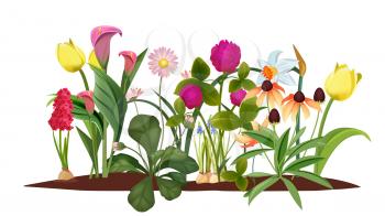 Spring flower bed. Garden, blossom flowers. Isolated tulips and lily vector illustration. Blossom spring, tulip flower, garden bloom grow