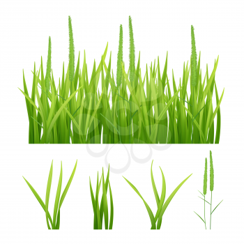 Grass realistic. Green nature vector pictures of grass and leaves plantain 3d objects. Illustration of grass green, fresh lawn growth