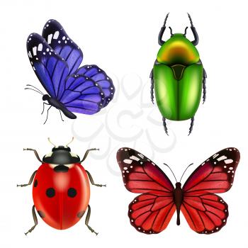 Realistic insects. Butterfly bugs ladybird ant vector collection of colored insects. Illustration ladybird and cockchafer, nature ladybug