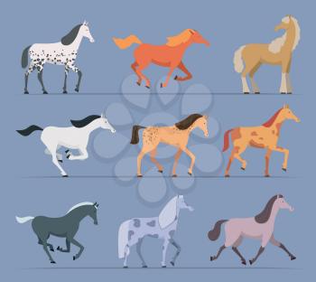 Horses. Breeds domestic strong racing animals walking and jumping horses vector cartoon characters. Horse animal domestic, strong and breed stallion illustration
