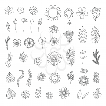 Flowers doodle. Simple floral botanical collection leaves flowers branches vector organic nature symbols for wedding cards design. Illustration flower linear drawing, blossom spring plant