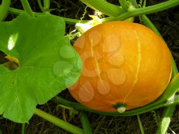 Close up macro of hokkaido pumpkin squash growing in garden.