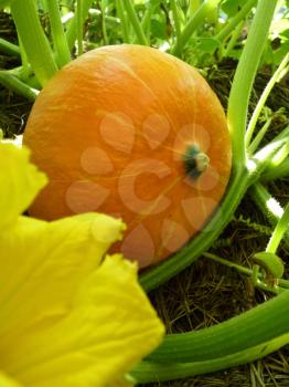 Close up macro of hokkaido pumpkin squash growing in garden.