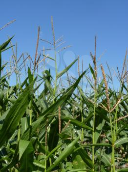 Corn field on blue sky background.Vertical image.