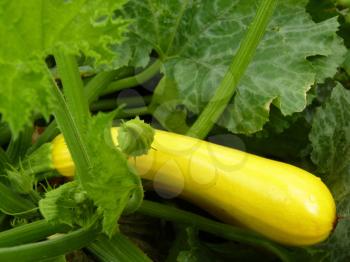 Close up or yellow golden zucchini or courgette plant.