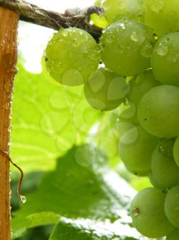 Close up macro of water drops on ripe grape cluster hanging on vine plant in vineyard.