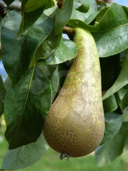 Close up of green pear Conference on the tree branch.