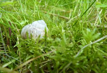 Low close up detail of old empty roman snail shell placed in moss and grass.