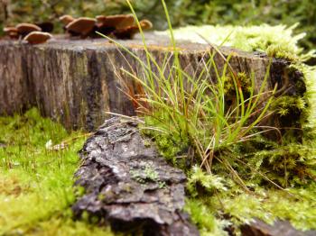 Close Up macro detail of bright green moss  and grass growing on tree stump in forest.