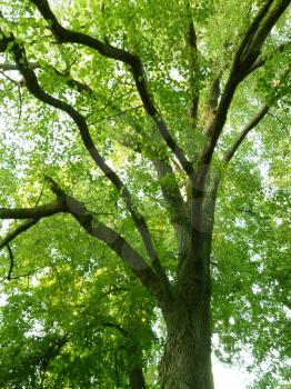 Looking up at old linden tree branches with green leaves under the sky above.