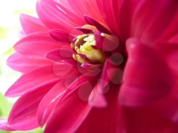 Close Up Macro Detail of Pink Dahlia Flower