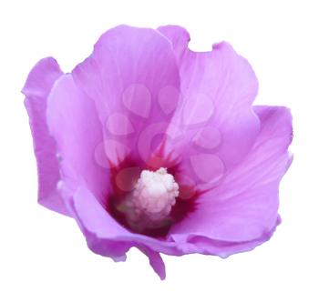 Decorative purple violet hollyhock flower close up closeup isolated on white background.