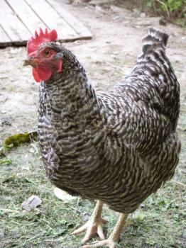 Speckled hen chicken on small farm.