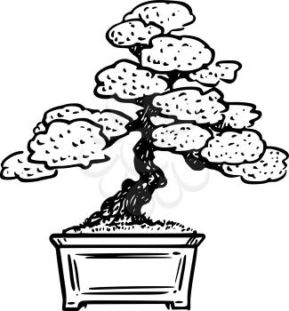 Vector cartoon drawing conceptual illustration of pine bonsai tree.