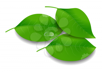 Realistic Green Leaves with Water Drop. Vector EPS10