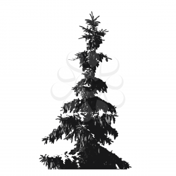 Black Fur-tree silhouette isolated on white background.